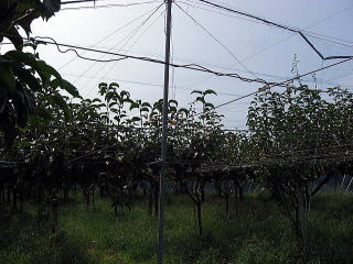 果樹棚