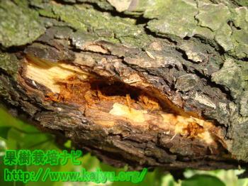 カミキリムシ退治写真2