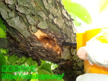 カミキリムシ退治写真3