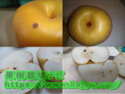 梨の果肉が茶色など変色する主な症状