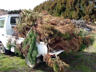 軽トラックと杉写真