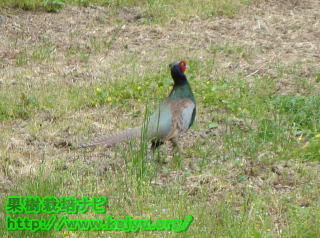 キジのオス写真
