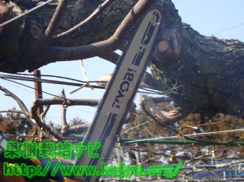 チェンソーの使用写真