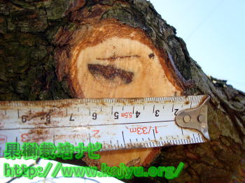 剪定の切断面写真