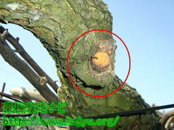 主枝のコブ写真