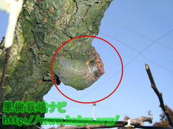 梨の剪定3　樹勢バランスを整える方法