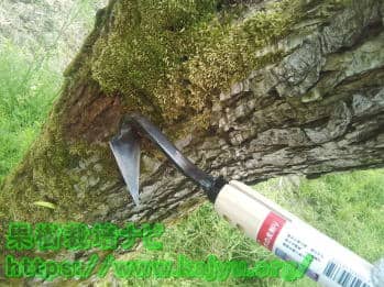 「梨・柿の木の皮削り」苔の除去