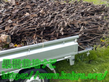 葉の付いた枝の処分