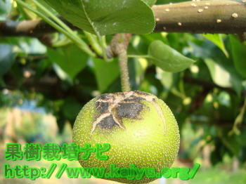 悪化した黒星病写真