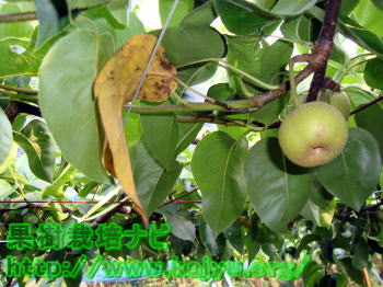 早期落葉の写真