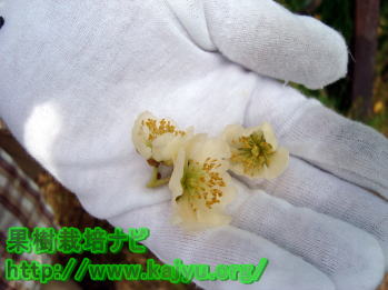 受粉可能な雄花写真