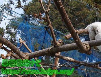 不要な枝の切断写真