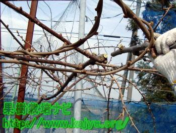 主枝の切り返し写真