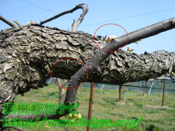 芽かきする芽の写真