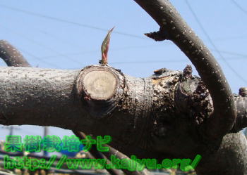 切断面の芽写真