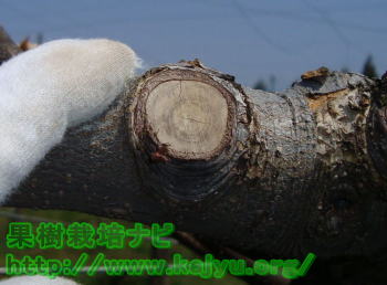 芽かきした画像