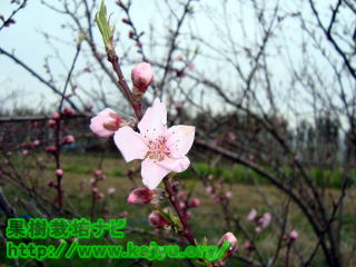 桃の花画像