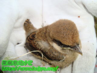 モズの雛鳥写真