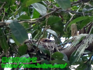 モズの子育て写真