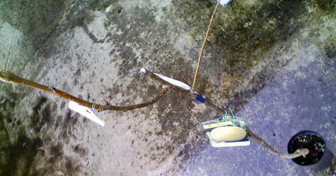 市販の苗木写真