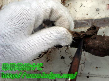 苗木の接木写真