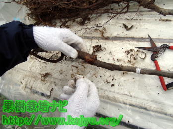 苗木のビニール写真