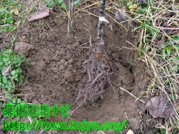 苗木の植え付け写真