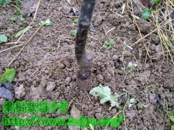 苗木の植え方写真