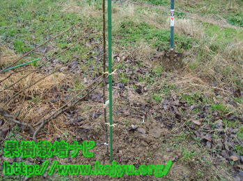 苗木を固定する