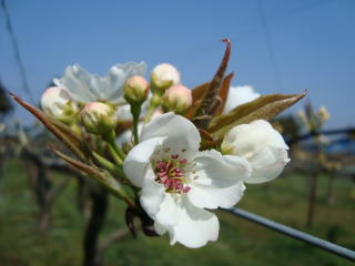 梨の花写真