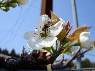 梨の受粉写真