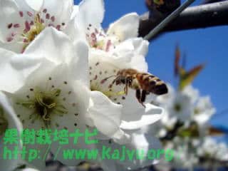 梨の花の受粉（ミツバチ）