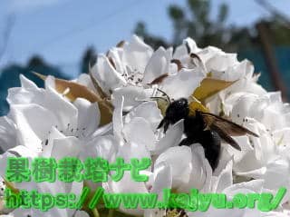 梨の花の受粉（クマバチ）