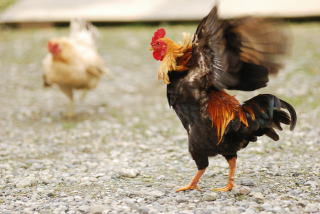 鶏の写真