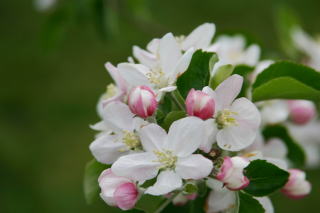 りんごの花