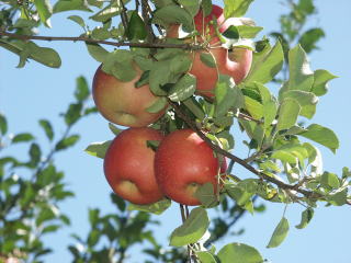 実るりんご