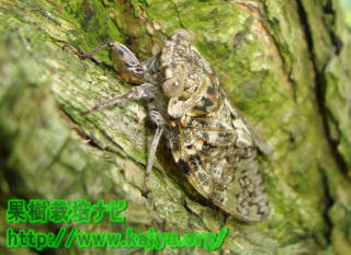 ニーニーゼミ写真