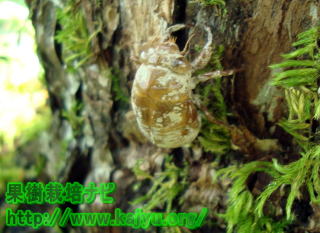 セミの抜け殻写真