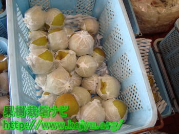 梨のコンテナ写真