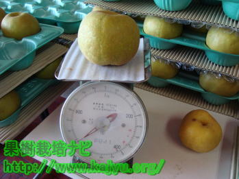 梨の選別写真