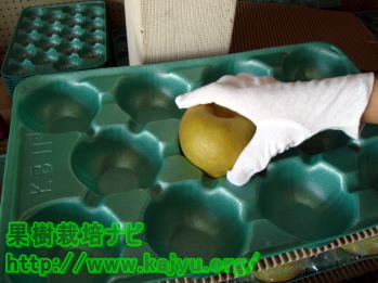 梨の箱詰め写真