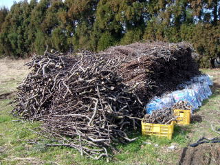 剪定の枝の写真