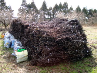 剪定の枝の写真