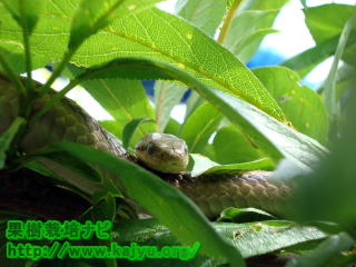 しまへびの写真