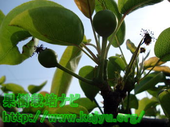 真上向きの果実