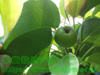 ていあ部から果心につながる穴が大きい果実写真