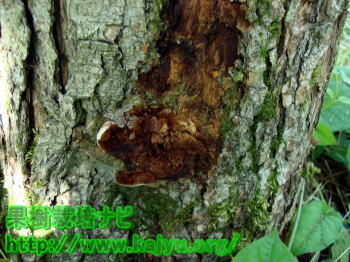 きのこのあと写真