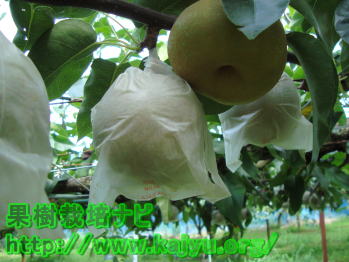 果樹の栽培方法（梨の育て方）
