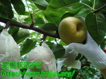 梨の収穫写真