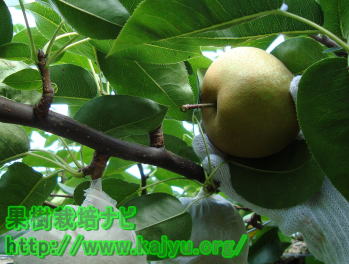 梨の収穫画像